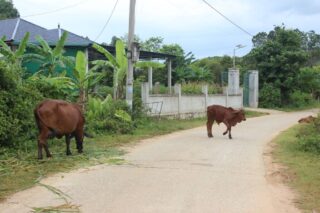 Cows!