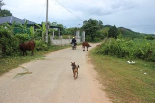 Cows and dogs and bikes, oh my!