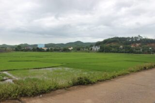 Green green rice paddies